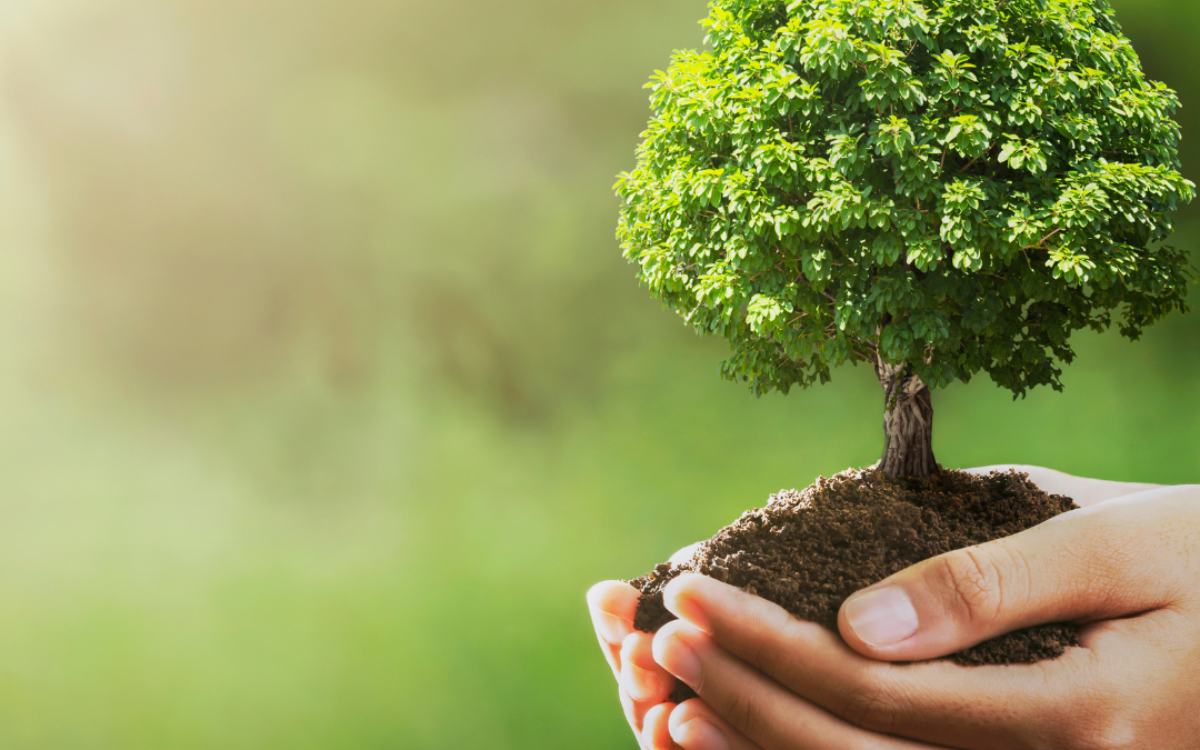 Hand holding small tree in soil